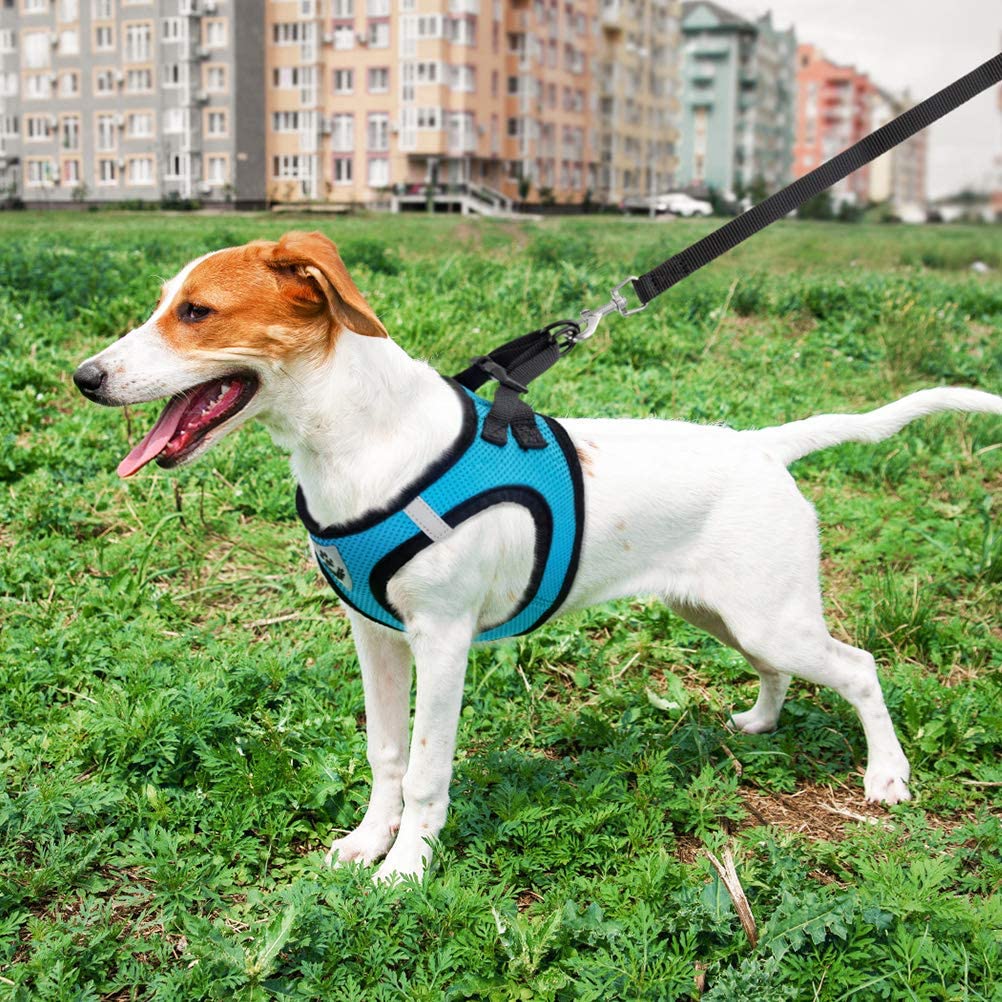 ®PET HARNESS | רתמת רשת עם רצועה - לכלבים קטנים