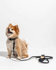 טען תמונה למציג הגלריה, ®WALKY COLLAR KIT | סט קולר רצועה ומתקן שקיות לכלבים