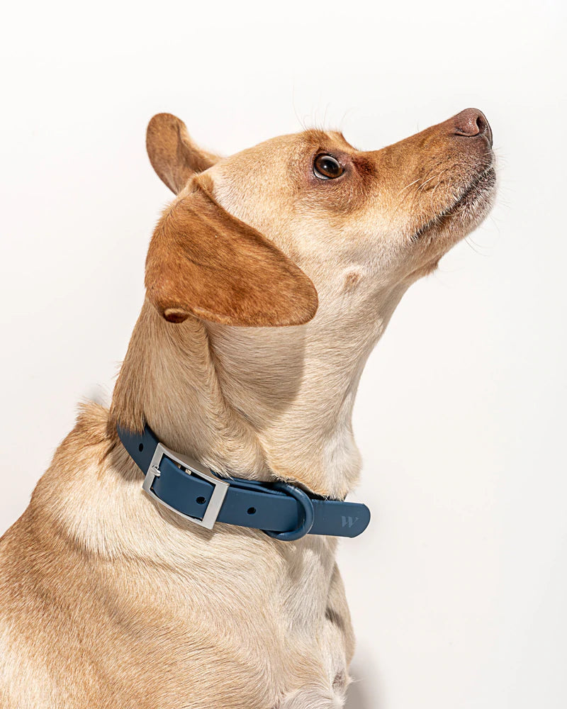 ®WALKY COLLAR KIT | סט קולר רצועה ומתקן שקיות לכלבים