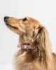 טען תמונה למציג הגלריה, ®WALKY COLLAR | קולר לכלבים