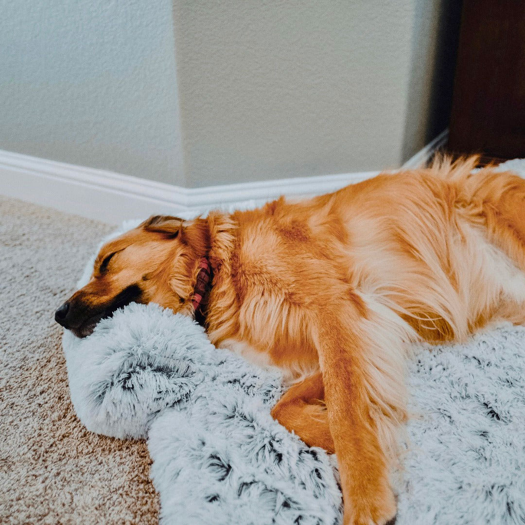 ®SOFA BED | מיטת כלב מפנקת - מגנת ריהוט